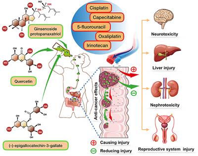 Role of Ginseng, Quercetin, and Tea in Enhancing Chemotherapeutic Efficacy of Colorectal Cancer